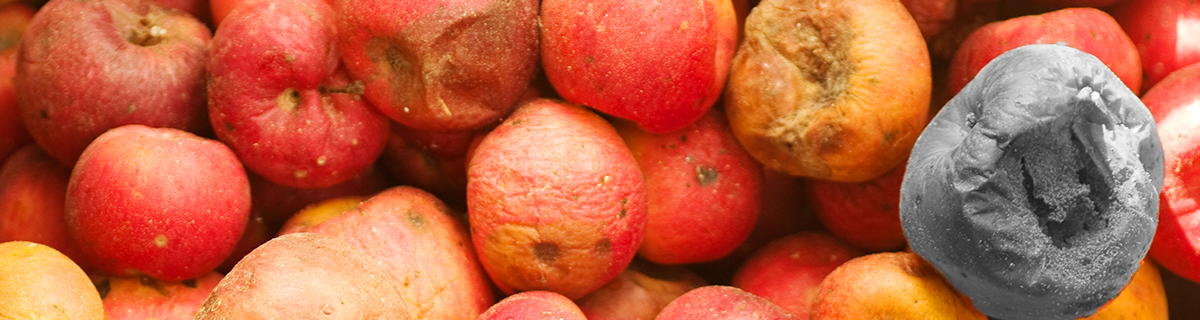 A barrel of rotting red apples - the most rotten being black and white.