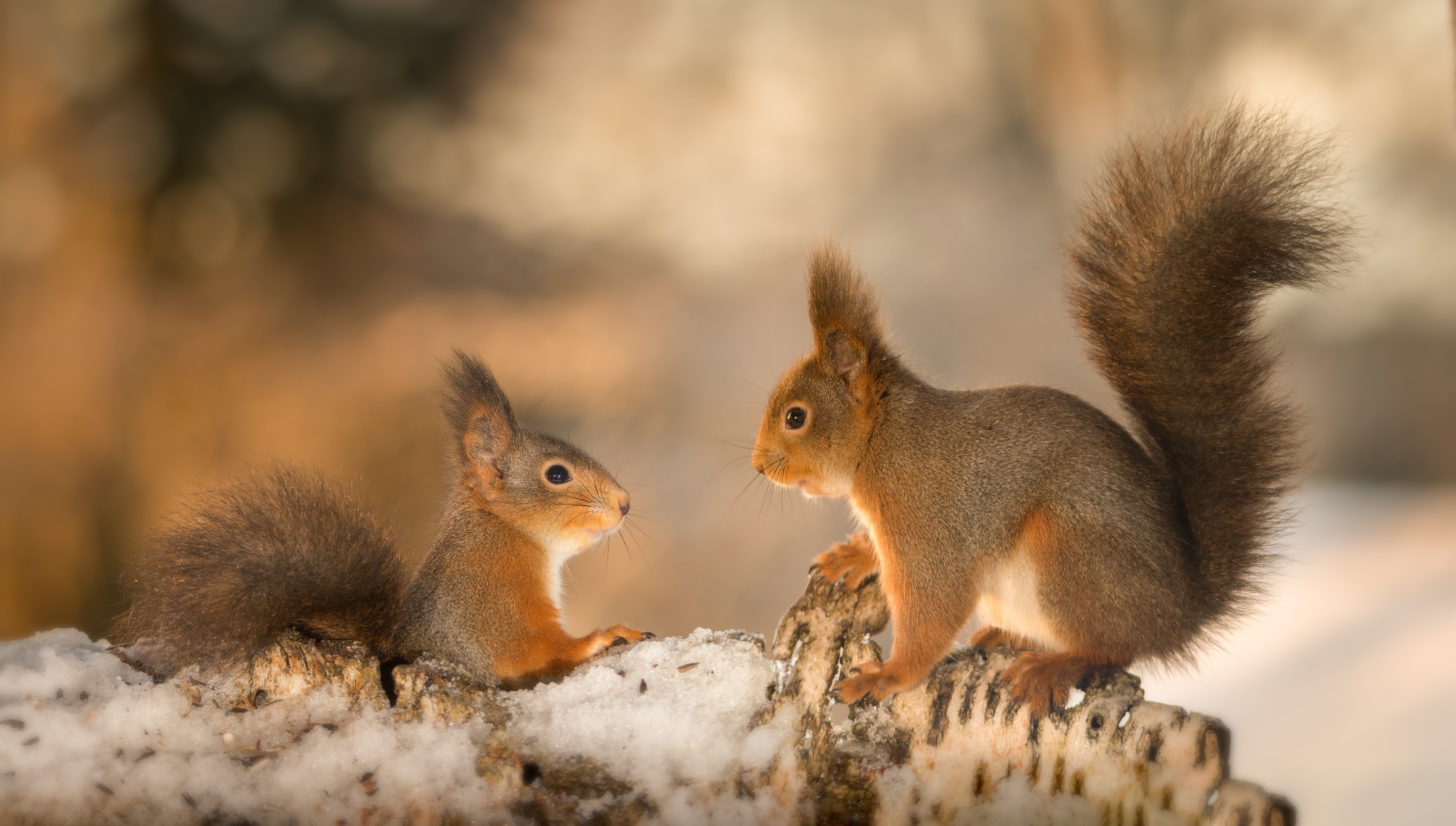 Stock photo of squirrels having a conversation to illustrate good supply chain etiquette.